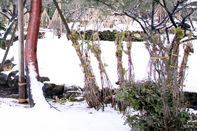 雪景色 冬 石川 金沢 兼六園 雪吊り 雪囲い　雪対策「しぼり」 